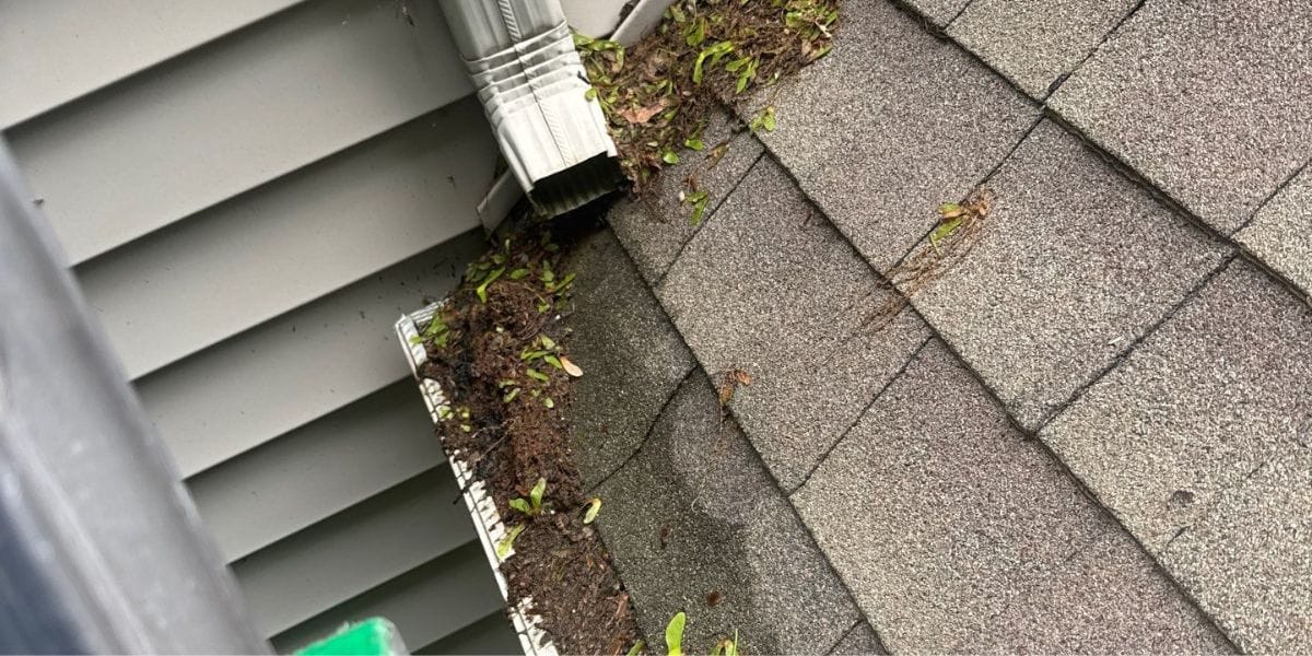 Clogged Gutters