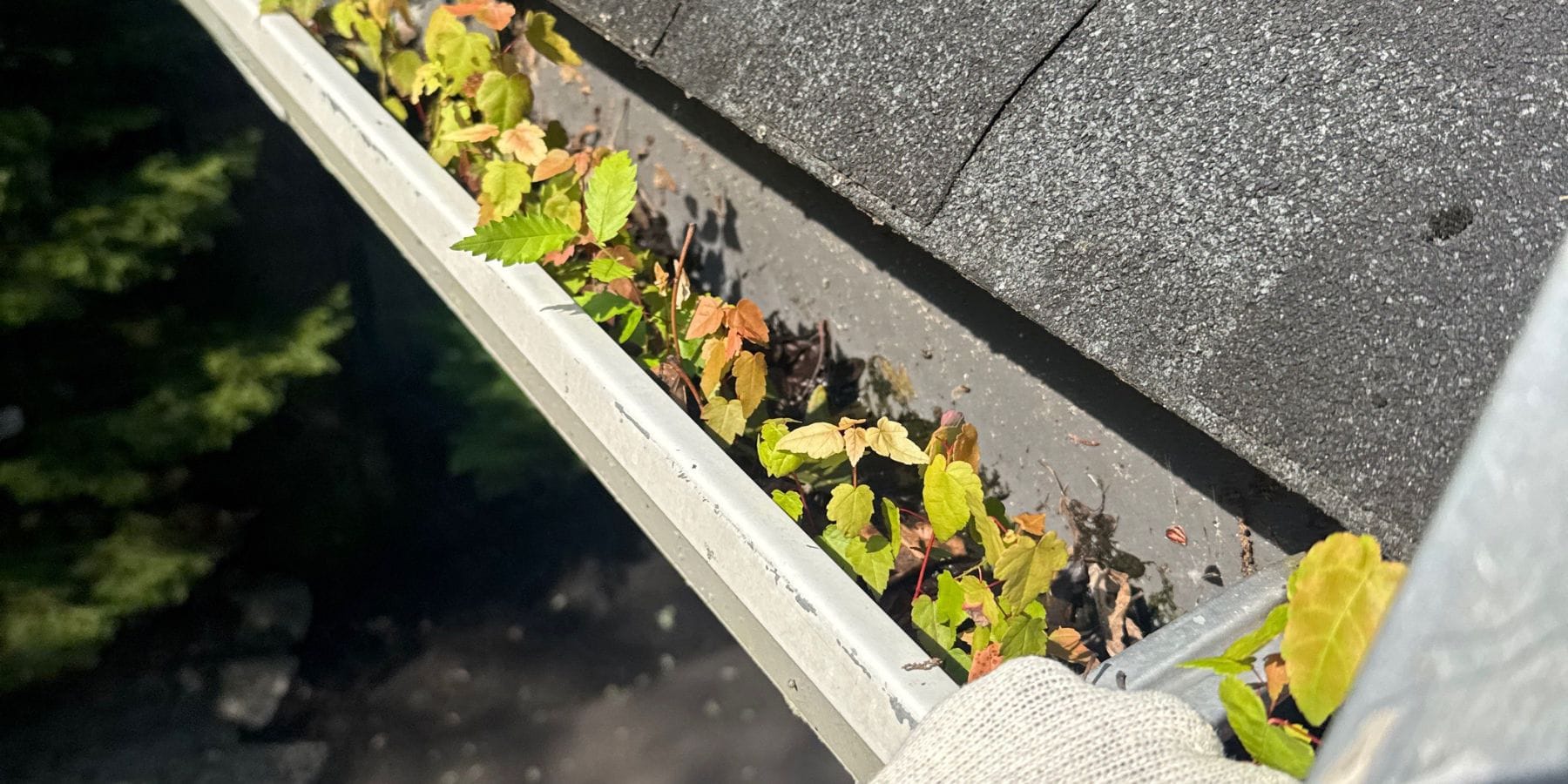 Signs of Gutter Damage