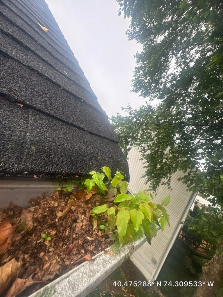 Tree debris causing gutter overflow