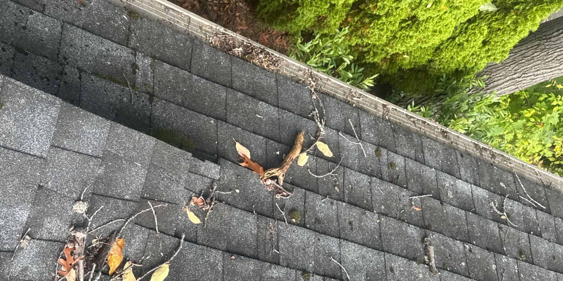 The Impact of Tree Debris on Gutter Performance and Roof Drainage