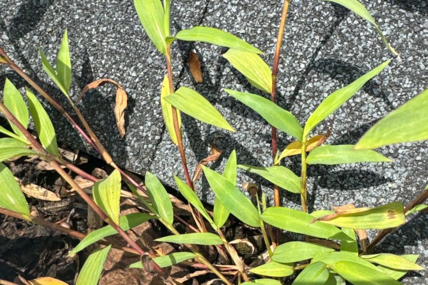 Debris Overflow or Plant Growth